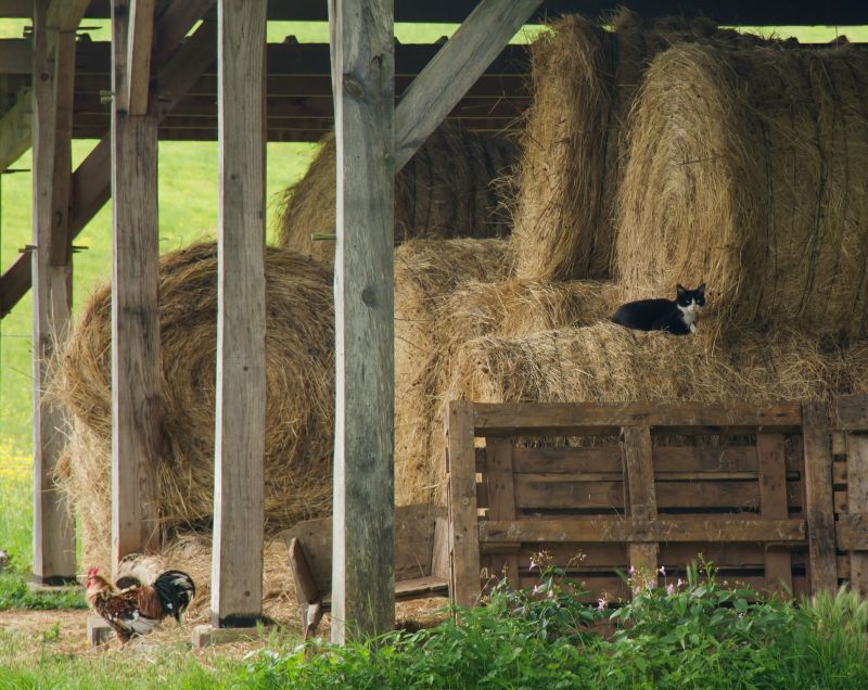 Barn Construction in Alpharetta, GA